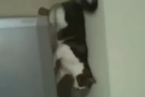 Недавно видел тоже самое с котом и холодильником, кто кого копирует?