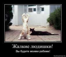 Боевые Коты