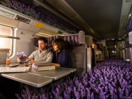 шалфей предсказателя