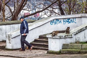 Коты читать умеют?