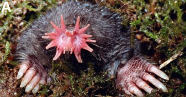 пилотконос