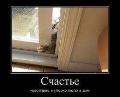 88 животных, требующих, чтобы их пустили домой прямо сейчас 
