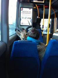 А тут что не так? Ну, козёл едет в автобусе...