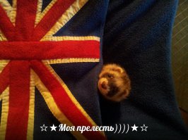 какой он у тебя суровый))) а вот наша лапочка-лизун)))