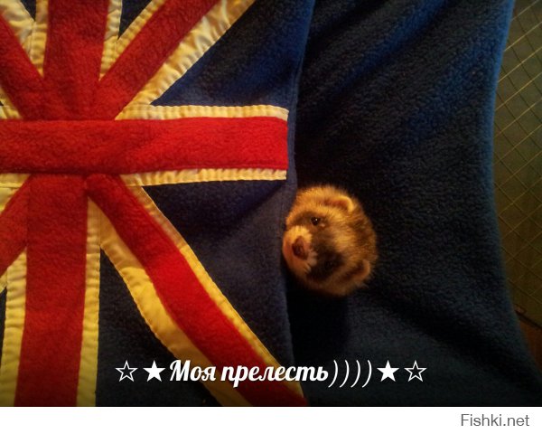 какой он у тебя суровый))) а вот наша лапочка-лизун)))