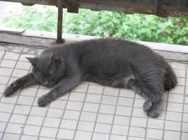 15 котов которые могут спать где угодно