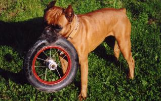 Самые преданные существа    
Моя Грета)