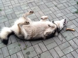 Легко