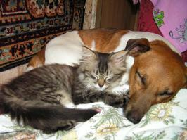 Старые друзья