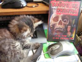 Уморительные фотографии котов, пойманных во время вылизывания своих причиндалов