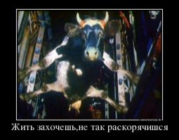 Самые странные грузы, которые перевозили по воздуху