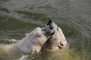 1) Полярные медведи любят отдыхать в смешных позах;
2) Годовалый медвежонок (70 кг) спит после сытного обеда;
3) Черная кожа и темно-синий язык с близкого расстояния (метра два было);
4) Любовные игры в воде.
Все фото сделаны мной.