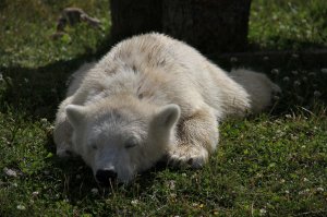 1) Полярные медведи любят отдыхать в смешных позах;
2) Годовалый медвежонок (70 кг) спит после сытного обеда;
3) Черная кожа и темно-синий язык с близкого расстояния (метра два было);
4) Любовные игры в воде.
Все фото сделаны мной.