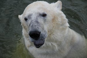 1) Полярные медведи любят отдыхать в смешных позах;
2) Годовалый медвежонок (70 кг) спит после сытного обеда;
3) Черная кожа и темно-синий язык с близкого расстояния (метра два было);
4) Любовные игры в воде.
Все фото сделаны мной.