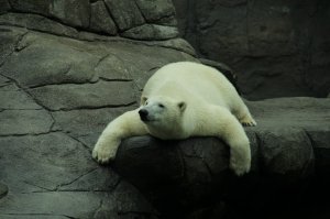 1) Полярные медведи любят отдыхать в смешных позах;
2) Годовалый медвежонок (70 кг) спит после сытного обеда;
3) Черная кожа и темно-синий язык с близкого расстояния (метра два было);
4) Любовные игры в воде.
Все фото сделаны мной.