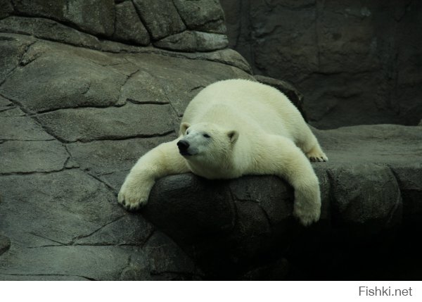 1) Полярные медведи любят отдыхать в смешных позах;
2) Годовалый медвежонок (70 кг) спит после сытного обеда;
3) Черная кожа и темно-синий язык с близкого расстояния (метра два было);
4) Любовные игры в воде.
Все фото сделаны мной.