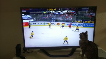 Мой кот тоже болельщик