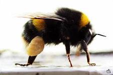 Шмель. По законам физики летать не может. Но летает!