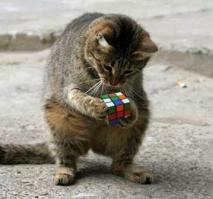 Ну, некоторые коты бывают и умные!