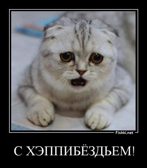 Кошка шарит))