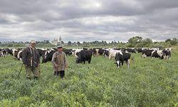 Не знаю, как сейчас, но лет 40-50 назад над этой загадкой посмеялся бы любой деревенский пастух!