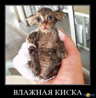 Мокрые киски