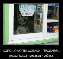 Эта собака работает продавцом в японском киоске.