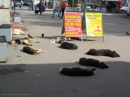 Братья наши меньшие 1 января