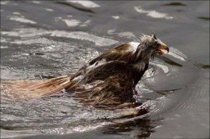 Братья наши меньшие 1 января