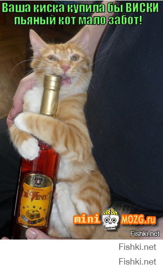 Коты и валерьянка 