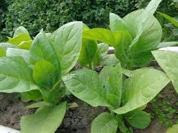 Россиянам не привыкать к махорочке и самосадику!
А что касается вреда для здоровья, то каждый решает сам за себя и своих детей!