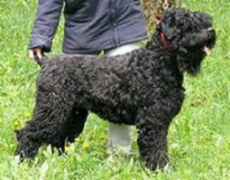 Нет, ну правда, ягнёнок-же!