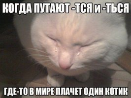Котики научат тебя писать без ошибок!