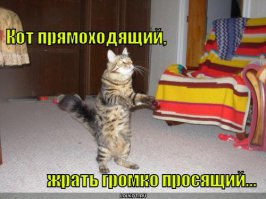 Котэ чаще всего превращается в прямоходящего по этой причине: