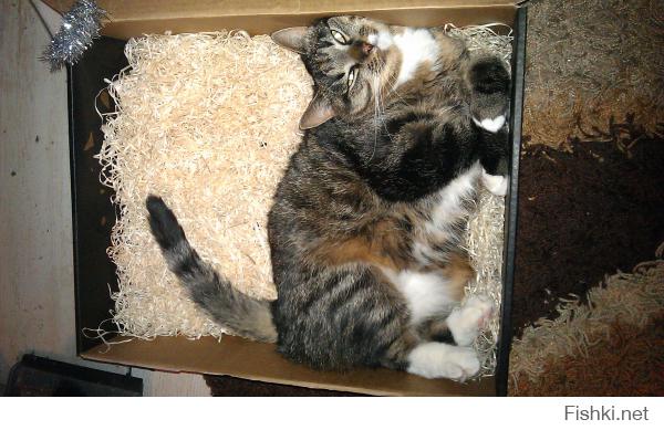 Cat Standard Packing