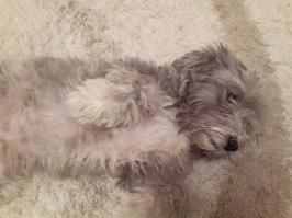 Уже год живёт с нами эта лохматенция по кличке Веня:)