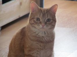 А вот мой, зовут Ватсон