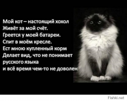 Все мужики... Коты