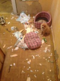 Я жру все....