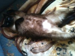 Являюсь счастливым, довольным хозяином Хаски, а так-же сиамскага кота. И после того как мы с любимой подумали и она решила еще до кучи шпица прикупить. Я сам до встречи с этим шерстяным комком терпеть не мог маленьких брехающих собаченок вкупе с ихними не менее неадекватными старыми хозяйками-кошолками или ТП в сумке которой бедное животное задыхается. Все время при встрече на улице уж сильно подмывало выдавать пинков. Но после недолго общения с мелкой псинкой понимаешь, что в природе не существует ласковей, преданней и умнее существа. Ув. "twoods" кошка уж слишком сильно самостоятельное животное которое относится к хозяину как к игрушке и объекту который уберет г*овно и даст пожрать.