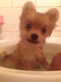 Являюсь счастливым, довольным хозяином Хаски, а так-же сиамскага кота. И после того как мы с любимой подумали и она решила еще до кучи шпица прикупить. Я сам до встречи с этим шерстяным комком терпеть не мог маленьких брехающих собаченок вкупе с ихними не менее неадекватными старыми хозяйками-кошолками или ТП в сумке которой бедное животное задыхается. Все время при встрече на улице уж сильно подмывало выдавать пинков. Но после недолго общения с мелкой псинкой понимаешь, что в природе не существует ласковей, преданней и умнее существа. Ув. "twoods" кошка уж слишком сильно самостоятельное животное которое относится к хозяину как к игрушке и объекту который уберет г*овно и даст пожрать.