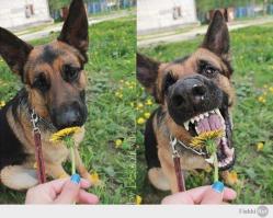 Животные, которых поймали на месте преступления