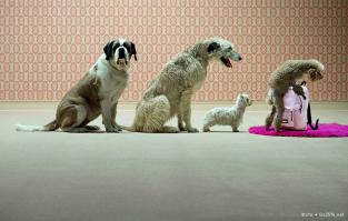 Животные, которых поймали на месте преступления