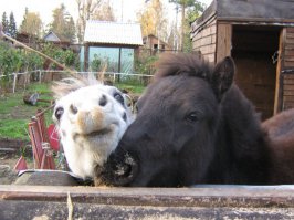 10 самых необычных домашних животных