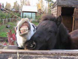 10 самых необычных домашних животных