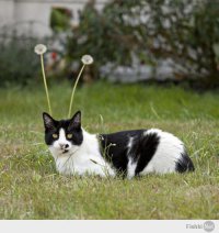 Очень забавный кот