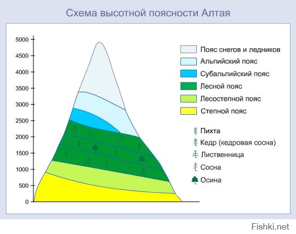 Как все запущенно...
Субальпийские и альпийские луга более всего распространены в Центральном и Западном Алтае. На них много горца («раковые шейки»), синих аквилегий, или водосборов, анемон, примул, борщевика и медвежьей пучки — архангелики. Типичная для высокогорных лугов травянистая растительность нередко перемежается кустарниковыми зарослями из круголистной березки и различных ив.