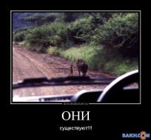 Странные и невероятные примеры дружбы животных