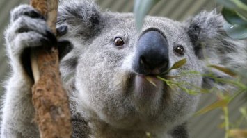 "Чарльз Дарвин предположил, что аппендикс использовался в далёком прошлом для переваривания листвы, но в ходе эволюции потерял свою функцию. Эту теорию подтверждает устройство пищеварительной системы коал и лошадей, чьи аппендиксы выполняют именно такую функцию."

БРЕД СОБАЧИЙ,А НЕ ФАКТ... АППЕНДИКС СЛУЖИТ ЗАПАСНЫМ ХРАНИЛИЩЕМ ДЛЯ ПОЛЕЗНЫХ БАКТЕРИЙ КИШЕЧНИКА. ПРИ КАКОЙ-ЛИБО ИНОРОДНОЙ  АТАКЕ,ЧТО ПРИВЕДЕТ К УНИЧТОЖЕНИЮ БОЛЬШИНСТВА ПОЛЕЗНЫХ БАКТЕРИЙ, УРОВЕНЬ ПОЛЕЗНЫХ БАКТЕРИЙ БОЛЕЕ ИЛИ МЕНЕЕ ВОССТАНАВЛИВАЕТСЯ,ЧТО ЯВЛЯЕТСЯ СТРАХОВКОЙ ОРГАНИЗМА ОТ РАЗНЫХ ВРЕДИТЕЛЕЙ МИКРОФЛОРЫ ПИЩЕВАРИТЕЛЬНОГО ТРАКТА.