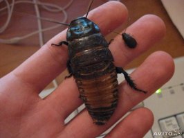 Есть любители. Разводят они конечно не московских, а например мадагаскарских тараканов.